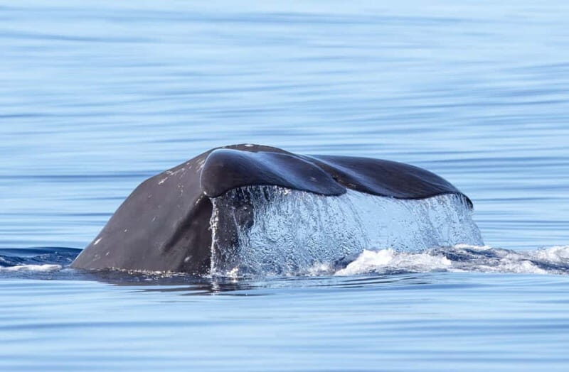 São Miguel: Whale-Watching Cruise with Marine Biologist - Frequently Asked Questions