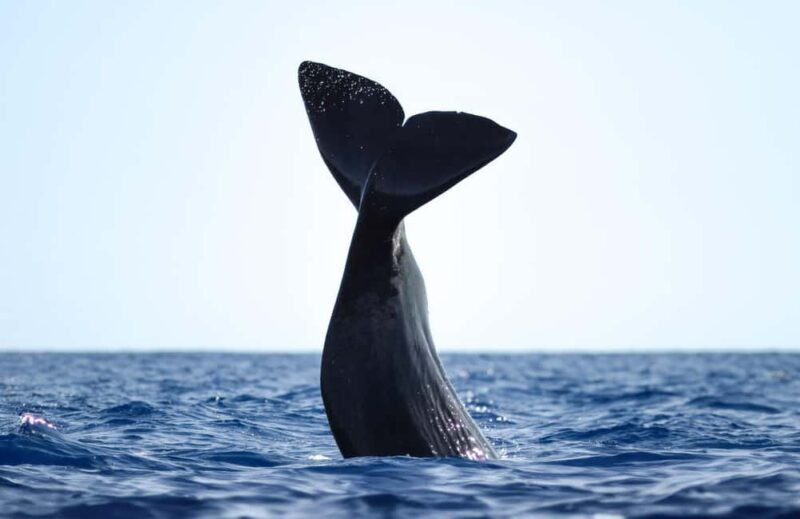 São Miguel: Whale Watching, Lunch, & Water Activities - São Miguel: Whale Watching, Lunch, & Water Activities — A Detailed Review