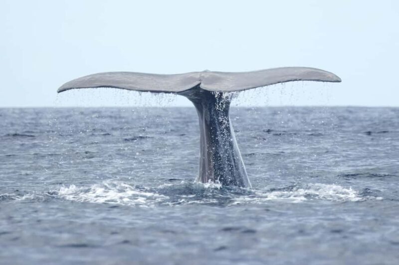 São Miguel: Whale Watching, Lunch, & Water Activities - Final Thoughts