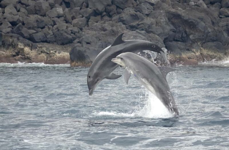 São Miguel: Whale Watching & Wild Dolphins Swimming Full-day - A Detailed Look at the Tour Experience
