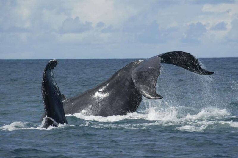 São Miguel: Whales & Volcano Full-Day Tour with Lunch - FAQ