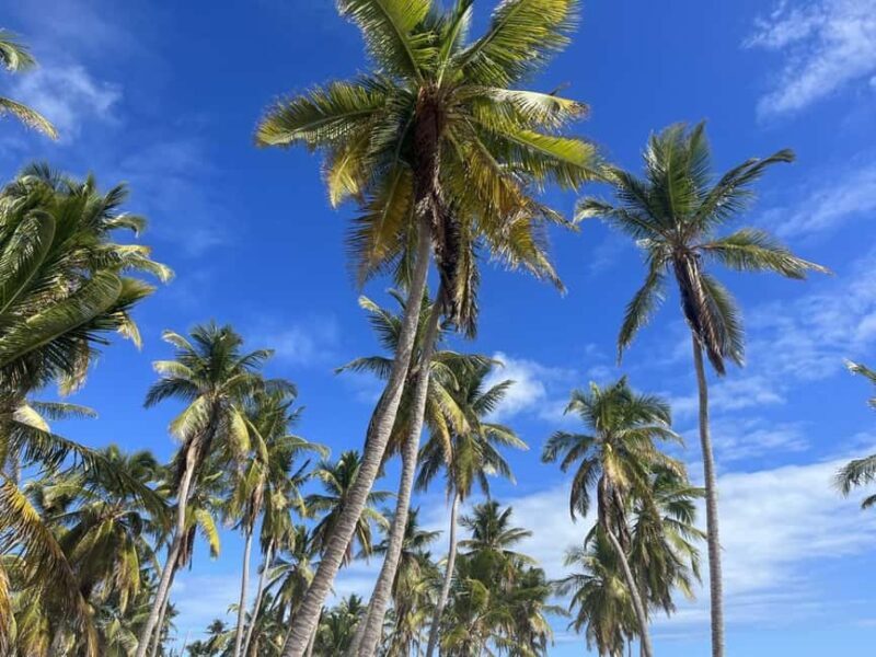 Saona Island: Beach & Natural Pool Small-Group Tour w/ Lunch - Exploring Saona Island: Beach & Natural Pool Small-Group Tour with Lunch
