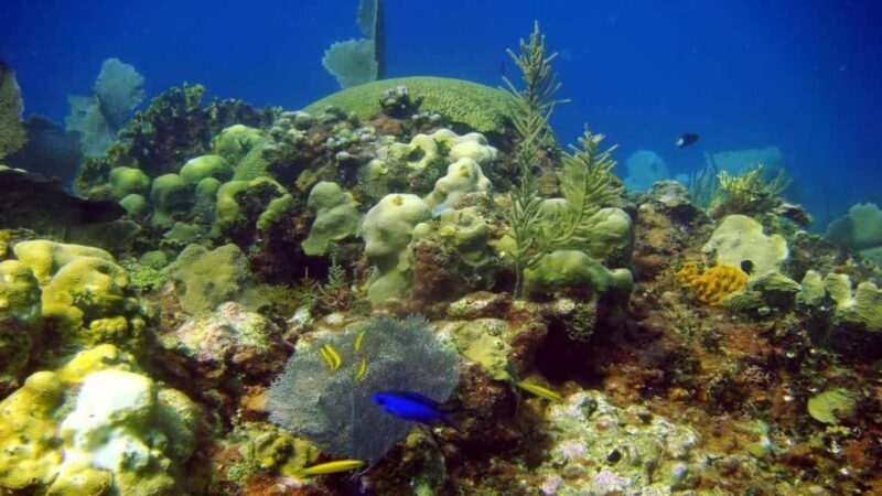 Saona Island Day Trip with Lunch and Open Bar at Punta Cana - Frequently Asked Questions