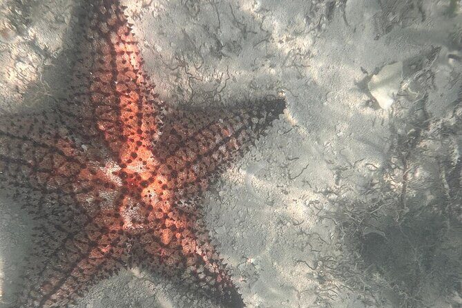 Saona Island Premium Discovery Tour from Punta Cana or Bayahíbe - What Makes This Tour Stand Out