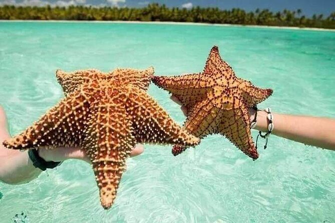 Saona Island Tour from Punta Cana All Inclusive - Key Points