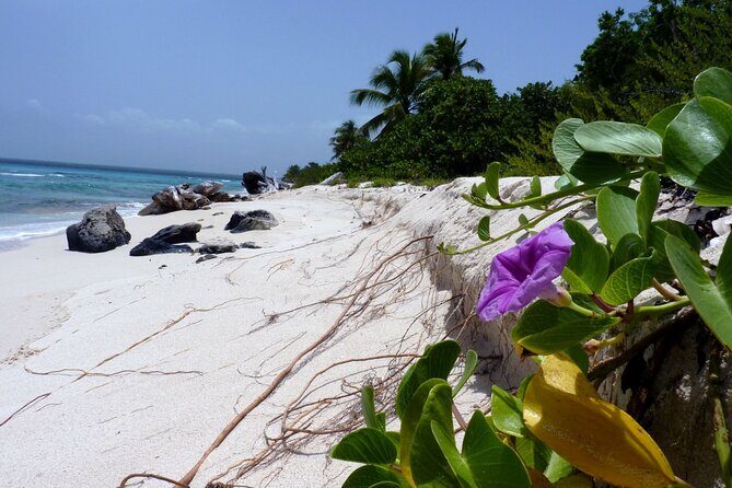 Saona Island Tour from Punta Cana with Lunch, Open Bar & Pickup - Final Thoughts: Is This Tour Worth It?