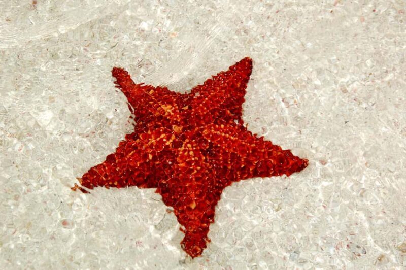 Saona Special Tour: Four Beaches & Canto Experience - Key Points