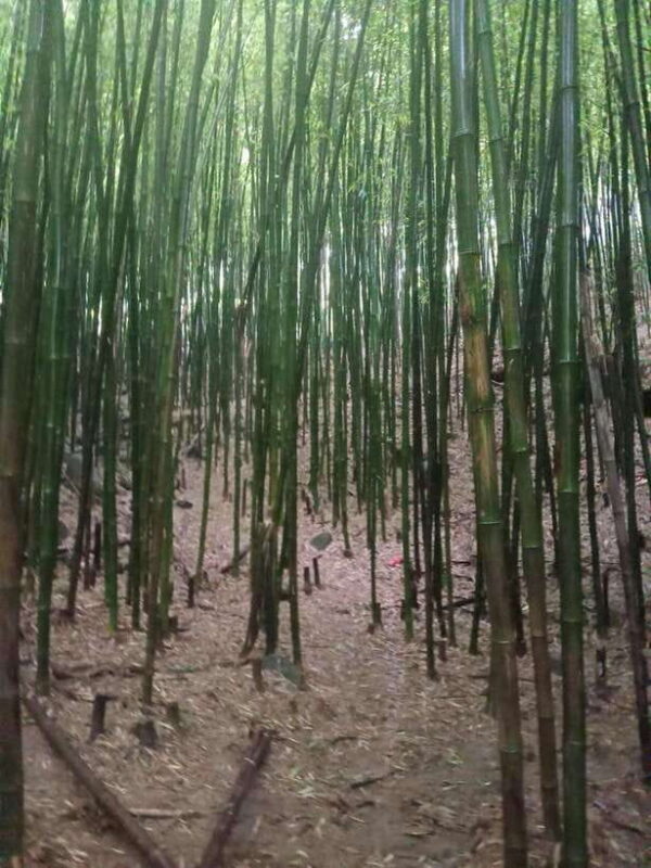 Sapa: 2-Day Trek to Fansipan - Indochina's Highest Peak - FAQ: Frequently Asked Questions