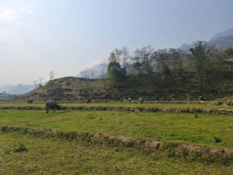 Sapa: 2 day trekking experience - Day 2: Nature & Culture in Action