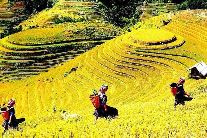 Sapa 2 Days Trek with 1 Night Homestay - Discover the Beauty of Sapa in Two Days: Trek, Culture, and Homestay