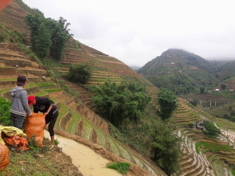 Sapa beautiful rice field, village - Easy walking kid,senior - The Sum Up