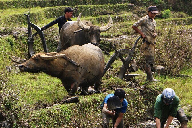 Sapa Hmong Family Trekking Adventures - Key Points