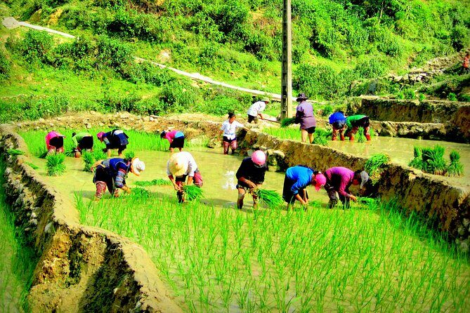 Sapa Hmong Family Trekking Adventures - An In-Depth Look at the Sapa Hmong Family Trek