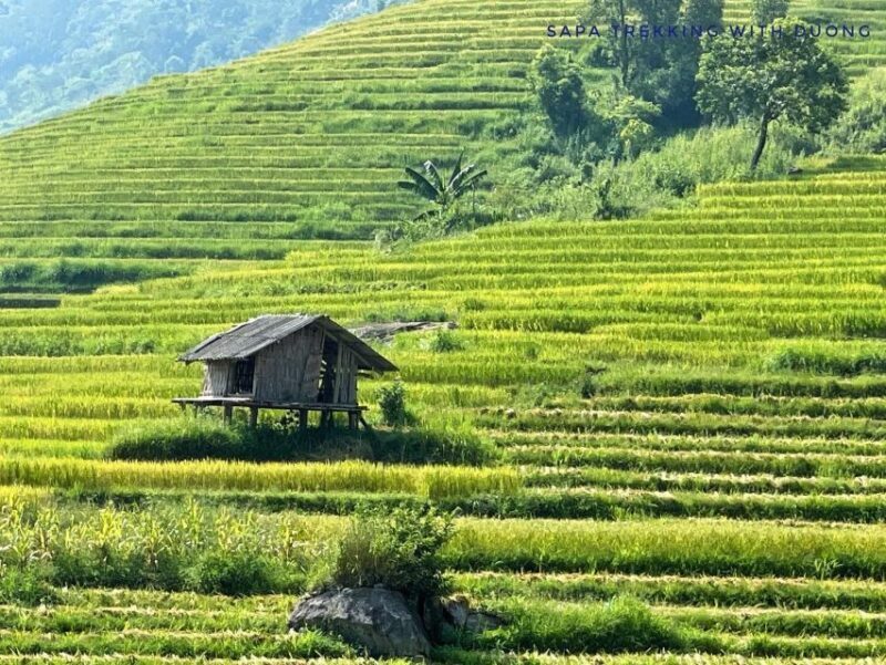 Sapa: Private Muong Hoa Valley and Homestay Trekking 2-Day - Why This Tour Offers Great Value