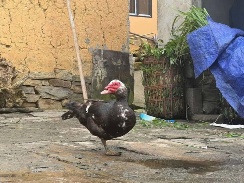 Sapa Trekking Discover Terraced Fields & Ethnic Villages - What Makes This Tour Stand Out?