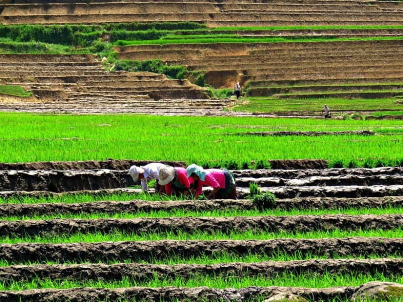 Sapa Trekking Guide Francophone 2 days  1 night - FAQs About the Sapa Trekking Guide 2 Days, 1 Night