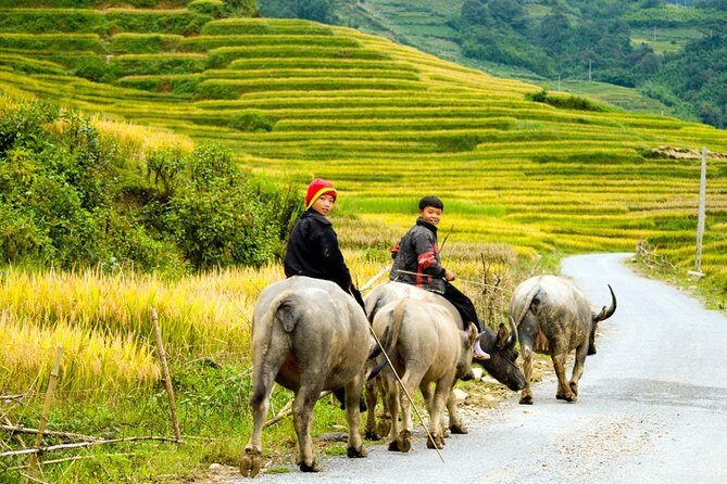 Sapa Villages trekking and homestay 2 Days/ 1 night package tour: best selling - In-Depth Review of the Sapa Villages Trekking & Homestay Tour