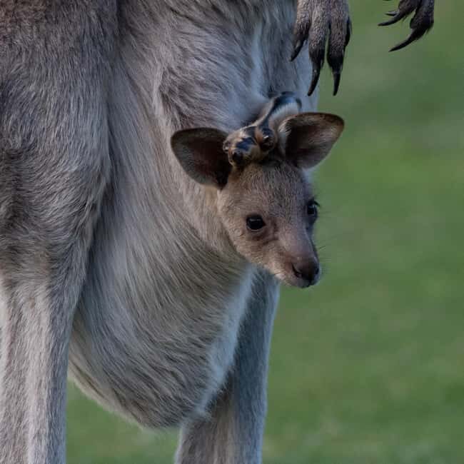 Sapphire Coast: 7h Shore Excursion with Aussie Morning Tea - The Itinerary: A Deep Dive into the Sapphire Coast