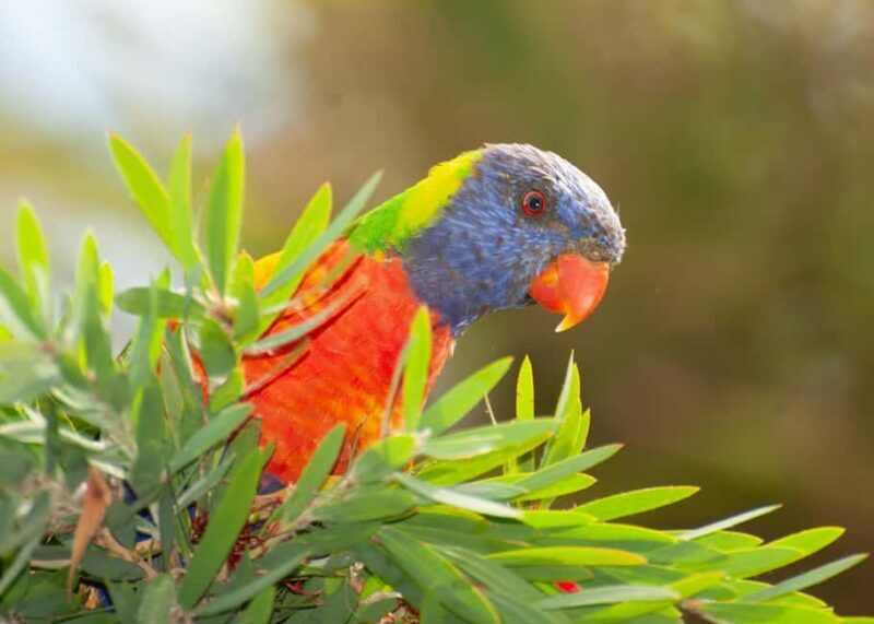 Sapphire Coast: 7h Shore Excursion with Aussie Morning Tea - Weather and Preparation