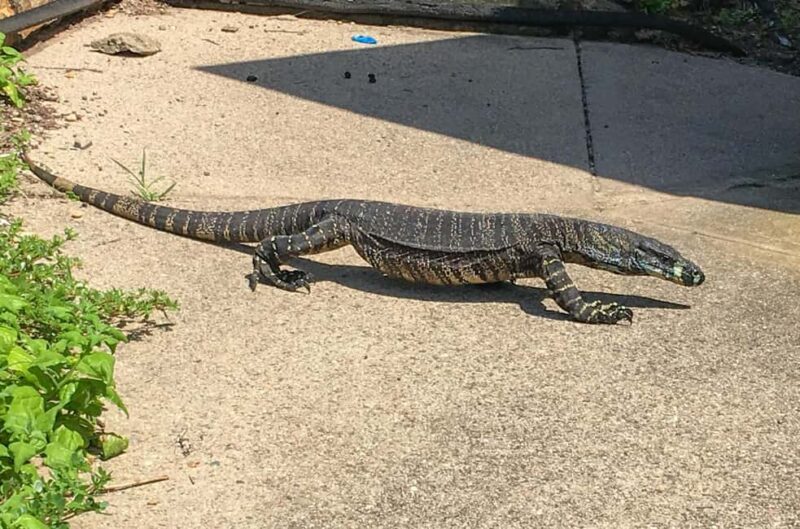 Sapphire Coast: 7h Shore Excursion with Aussie Morning Tea - Why This Tour Works for Travelers