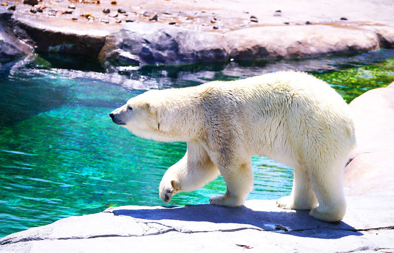 Sapporo Asahiyama Zoo & Farm Tomita Full-Day Tour with Blue Pond - One day, several sides of Hokkaido