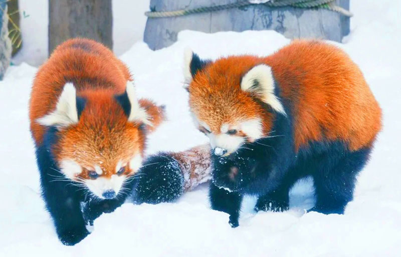 Sapporo Asahiyama Zoo & Farm Tomita Full-Day Tour with Blue Pond - Asahiyama Zoo gives the day a change of pace