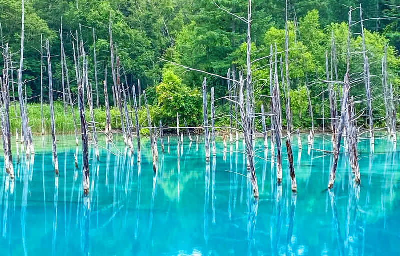Sapporo Asahiyama Zoo & Farm Tomita Full-Day Tour with Blue Pond - Blue Pond is the scenic pause