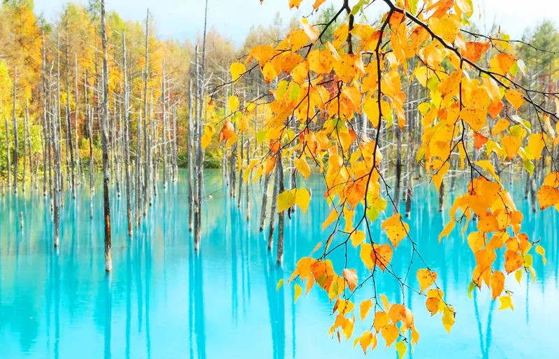 Sapporo Asahiyama Zoo & Farm Tomita Full-Day Tour with Blue Pond - Shirahige Falls and Ningle Terrace may widen the route