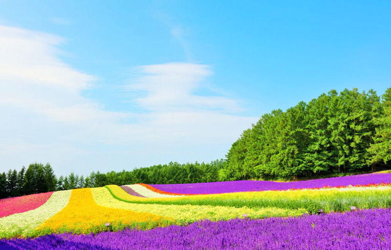 Sapporo Asahiyama Zoo & Farm Tomita Full-Day Tour with Blue Pond - Who should choose this Hokkaido day trip?