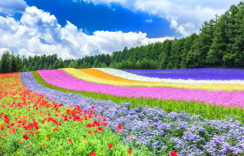 Sapporo Asahiyama Zoo & Farm Tomita Full-Day Tour with Blue Pond - Booking and cancellation details to keep in mind
