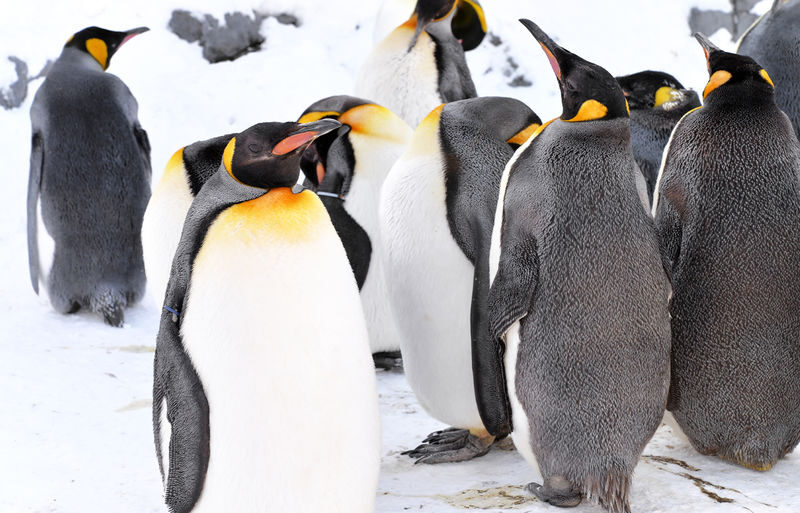 Sapporo Asahiyama Zoo & Forest Elf Terrace Winter Tour - What the winter tour appears to pair