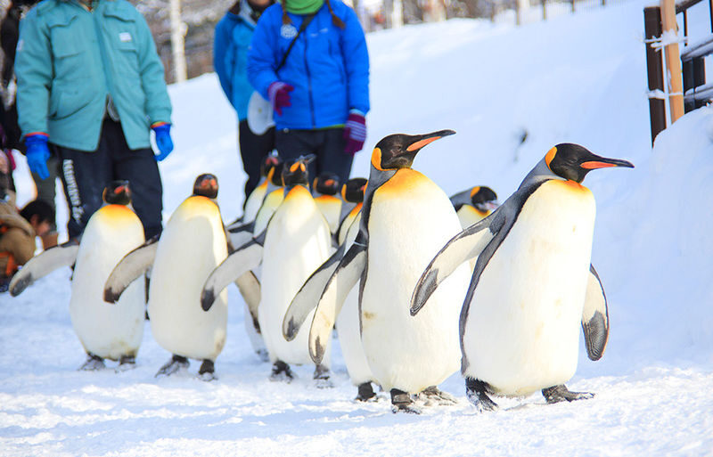 Sapporo Asahiyama Zoo & Forest Elf Terrace Winter Tour - Ningle Terrace: an appealing name, few confirmed details