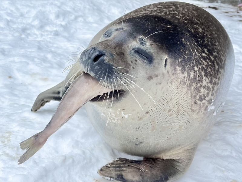 Sapporo Asahiyama Zoo & Forest Elf Terrace Winter Tour - The route information does not line up