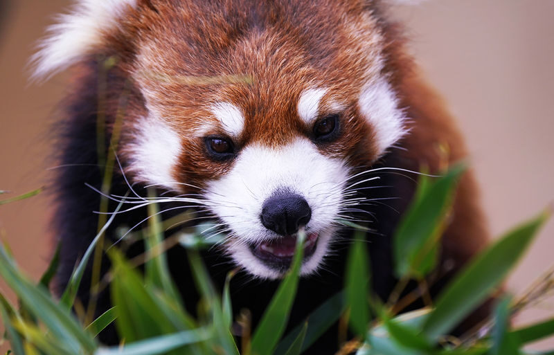 Sapporo Asahiyama Zoo & Forest Elf Terrace Winter Tour - Price and what value depends on