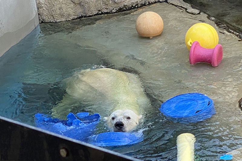 Sapporo Asahiyama Zoo Full-Day Sightseeing Bus Tour - Key points to know before you go