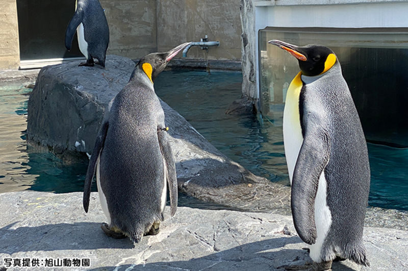 Sapporo Asahiyama Zoo Full-Day Sightseeing Bus Tour - Why take the bus from Sapporo?
