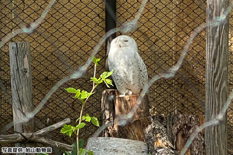 Sapporo Asahiyama Zoo Full-Day Sightseeing Bus Tour - The bus ride: a simpler way to reach Asahikawa