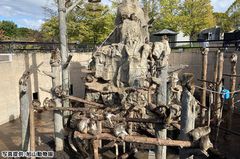 Sapporo Asahiyama Zoo Full-Day Sightseeing Bus Tour - At Asahiyama Zoo: the day’s main event