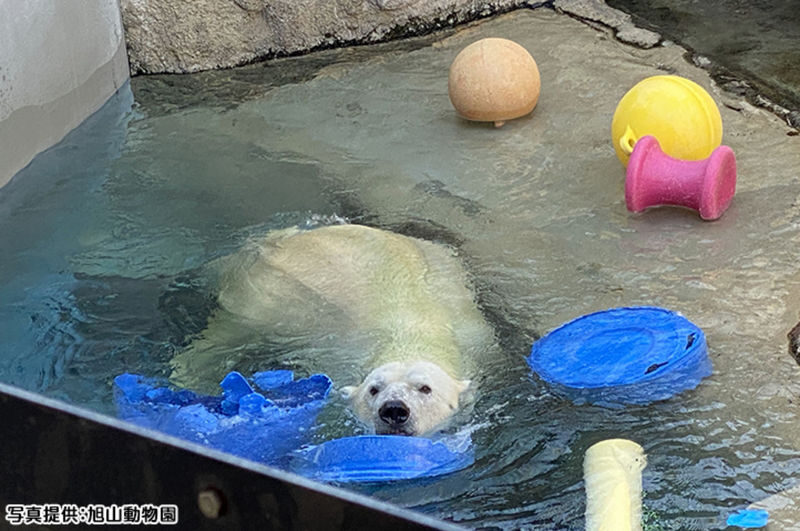 Sapporo Asahiyama Zoo Full-Day Sightseeing Bus Tour - What the guide and pacing add