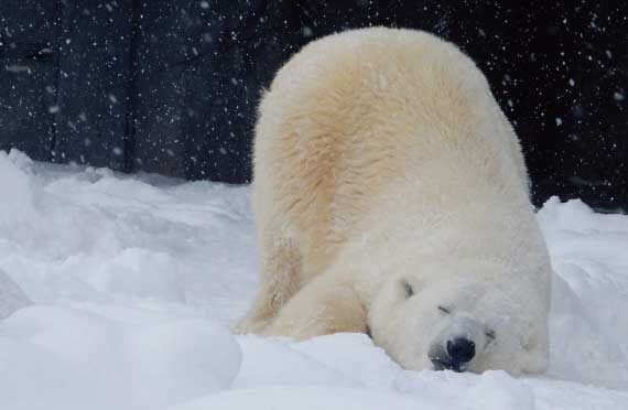 Sapporo Asahiyama Zoo & Garinko III Icebreaker Cruise - From Sapporo to two far-north stops