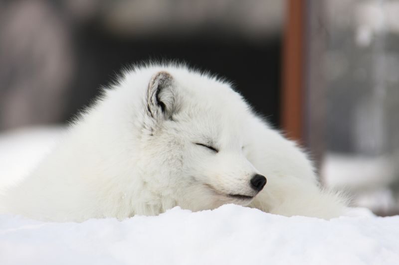 Sapporo Asahiyama Zoo & Garinko III Icebreaker Cruise - The long ride north is part of the bargain