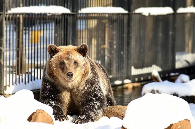Sapporo Asahiyama Zoo & Shikisai no Oka Winter Tour - Should you book it?