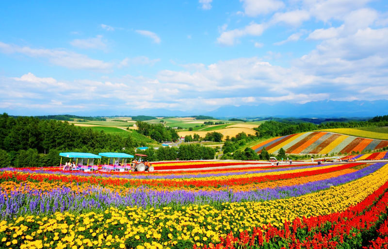 Sapporo Biei Blue Pond & Shikisai no Oka Full-Day Flower Tour - What to know before you book