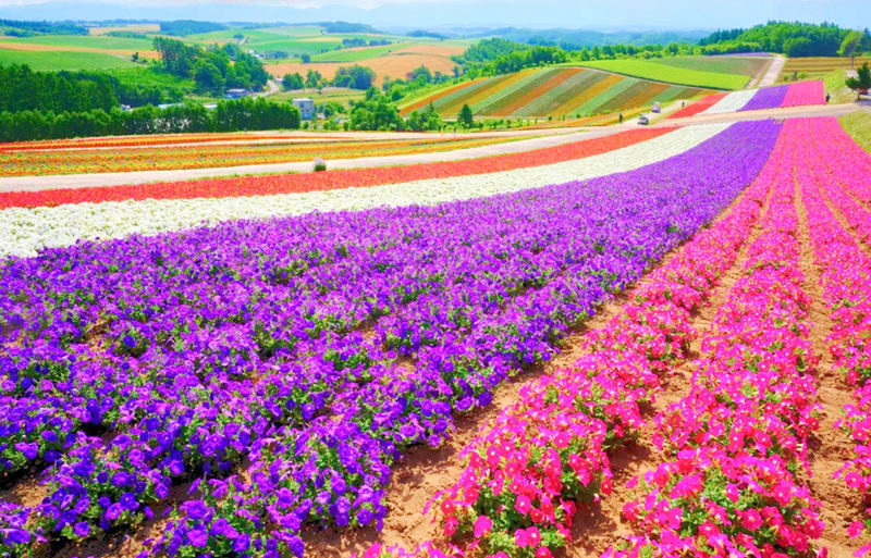 Sapporo Biei Blue Pond & Shikisai no Oka Full-Day Flower Tour - Blue Pond gives the day its striking first impression