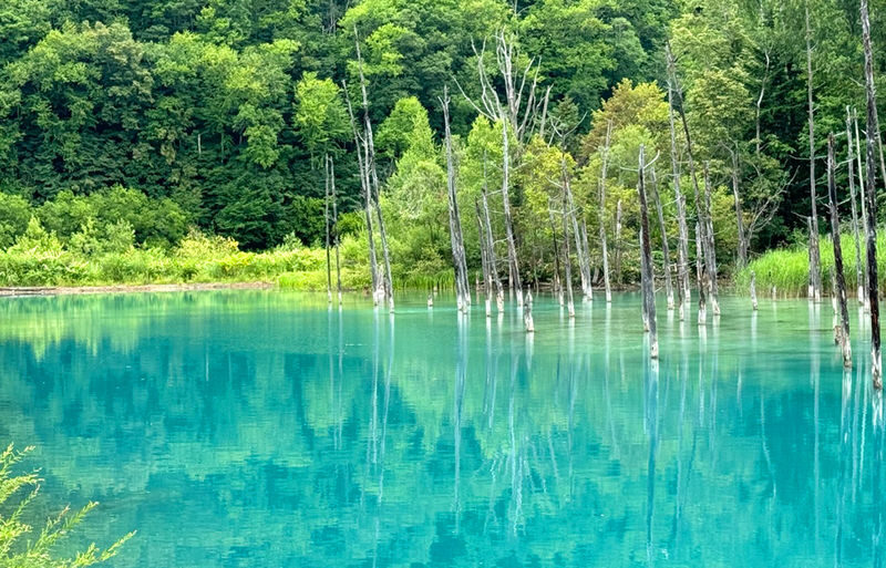 Sapporo Biei Blue Pond & Shikisai no Oka Full-Day Flower Tour - The value depends on the route and what is included