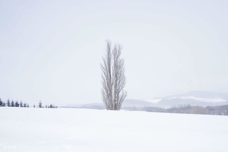 Sapporo Biei & Furano Private Full-Day Tour - Biei and Furano in one long day