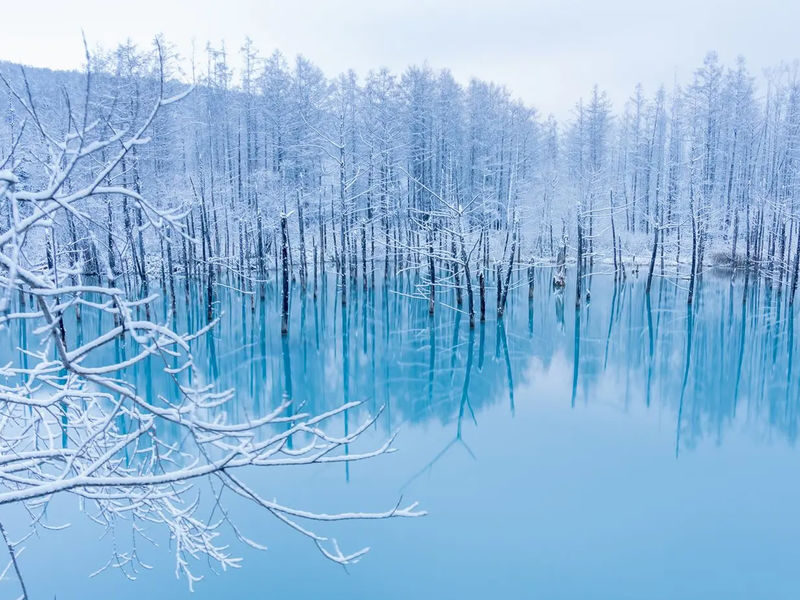 Sapporo Biei & Furano Private Full-Day Tour - What the Furano part of the day may mean for you
