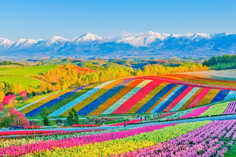 Sapporo Biei & Furano Private Full-Day Tour - Timing, weather, and booking terms