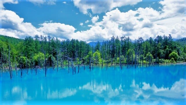 Sapporo Farm Tomita & Blue Pond Full-Day Tour - Farm Tomita and the short lavender window