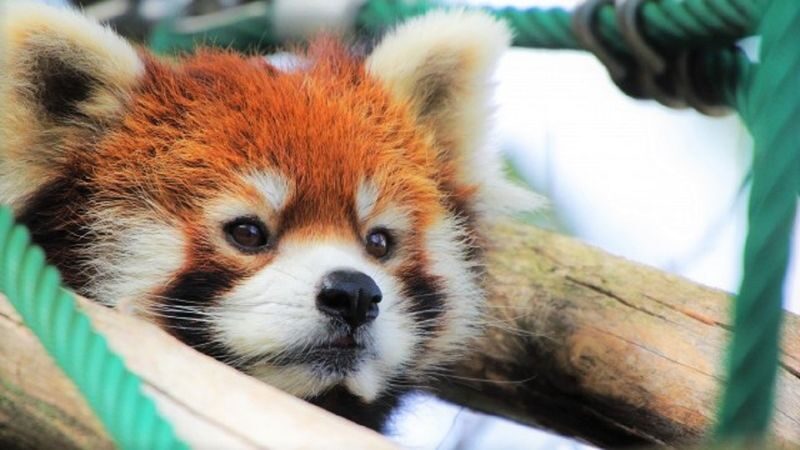 Sapporo Farm Tomita & Blue Pond Full-Day Tour - The zoo stop and the lunch-time pinch